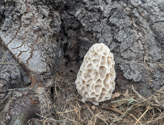 Morel mushroom geocache with log - perfect geocaching container for nature lovers! Log included